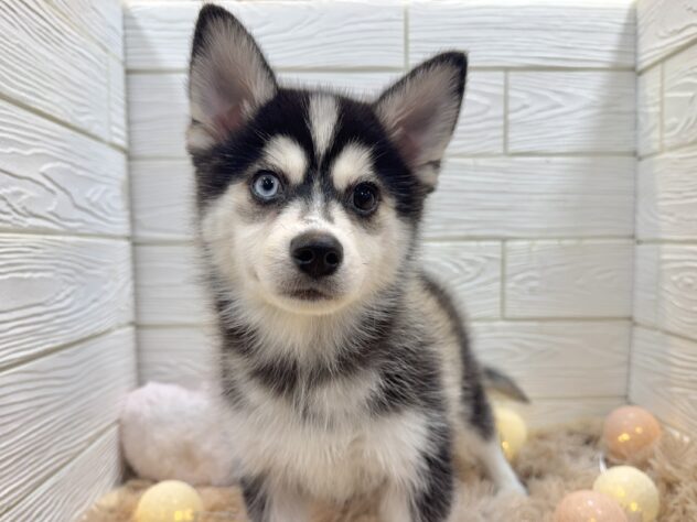 兵庫県のハーフ犬・ミックス犬 (ワンキャラット アミーゴ姫路飾磨店/2025年9月18日生まれ/男の子/ブラックホワイト)の子犬の3枚目の画像