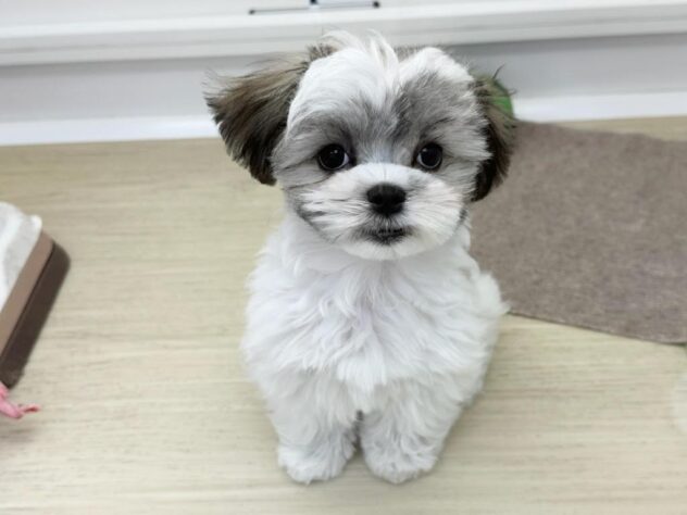 徳島県のハーフ犬・ミックス犬 (アミーゴ北島店/2025年11月30日生まれ/女の子/ホワイトゴールド)の子犬の2枚目の画像