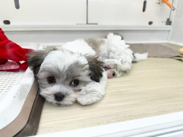 徳島県のハーフ犬・ミックス犬 (アミーゴ北島店/2025年11月30日生まれ/女の子/ホワイトゴールド)の子犬の3枚目の画像