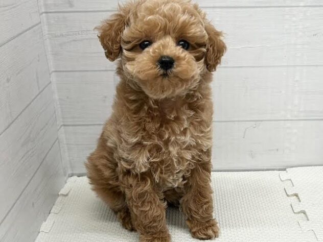 徳島県のトイプードル(トイ) (アミーゴ徳島店/2025年12月2日生まれ/女の子/オレンジフォーン)の子犬