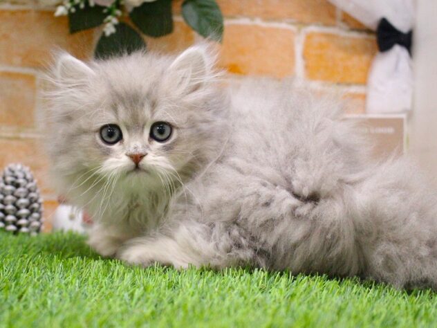 兵庫県のペルシャ (ペット・プラザ アミーゴ三田店/2026年10月28日生まれ/男の子/ブルータビー)の子猫の3枚目の画像