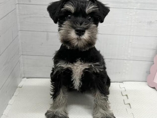 徳島県のミニチュアシュナウザー (アミーゴ徳島店/2025年11月29日生まれ/男の子/ブラックシルバー)の子犬