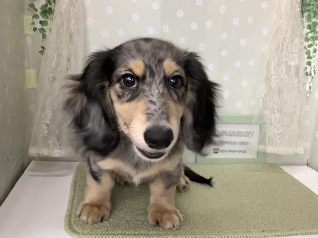 愛媛県のミニチュアダックスフンド(ロング) (アミーゴ松山久米店/2025年11月22日生まれ/男の子/シルバーダップル)の子犬の4枚目の画像