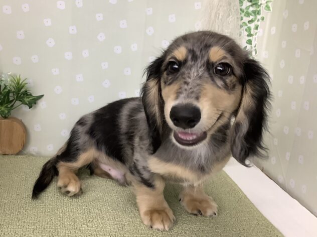 愛媛県のミニチュアダックスフンド(ロング) (アミーゴ松山久米店/2025年11月22日生まれ/男の子/シルバーダップル)の子犬の1枚目の画像