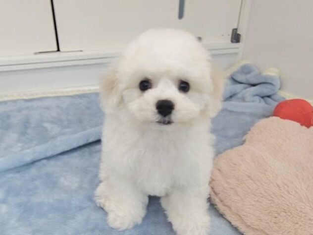愛媛県のビションフリーゼ (アミーゴ松山久米店/2025年12月1日生まれ/女の子/ホワイト)の子犬の1枚目の画像