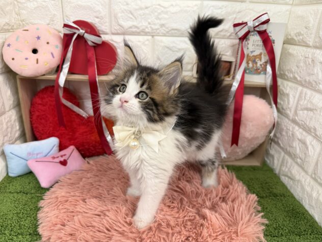 兵庫県のメインクーン (ワンキャラット アミーゴ姫路花田店/2025年11月23日生まれ/女の子/ブラウンタビーホワイト)の子猫の3枚目の画像