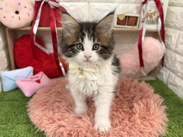 兵庫県のメインクーン (ワンキャラット アミーゴ姫路花田店/2025年11月23日生まれ/女の子/ブラウンタビーホワイト)の子猫の2枚目の画像