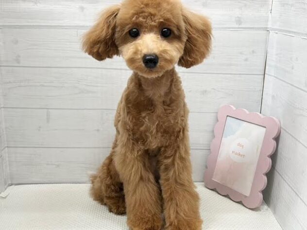 徳島県のトイプードル(トイ) (アミーゴ徳島店/2025年12月2日生まれ/女の子/オレンジフォーン)の子犬の1枚目の画像