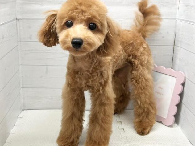 徳島県のトイプードル(トイ) (アミーゴ徳島店/2025年12月2日生まれ/女の子/オレンジフォーン)の子犬の2枚目の画像