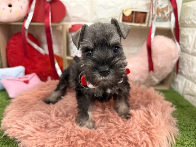 兵庫県のミニチュアシュナウザー (ワンキャラット アミーゴ姫路花田店/2025年11月22日生まれ/女の子/ソルトペッパー)の子犬の3枚目の画像