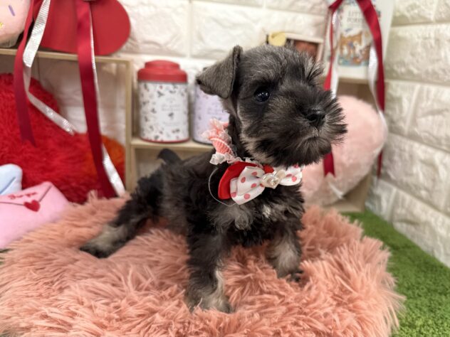 兵庫県のミニチュアシュナウザー (ワンキャラット アミーゴ姫路花田店/2025年11月22日生まれ/女の子/ソルトペッパー)の子犬の2枚目の画像