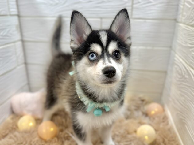 兵庫県のハーフ犬・ミックス犬 (ワンキャラット アミーゴ姫路飾磨店/2025年9月18日生まれ/男の子/ブラックホワイト)の子犬の4枚目の画像