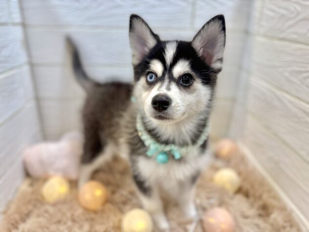 兵庫県のハーフ犬・ミックス犬 (ワンキャラット アミーゴ姫路飾磨店/2025年9月18日生まれ/男の子/ブラックホワイト)の子犬の2枚目の画像