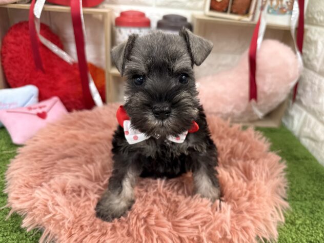 兵庫県のミニチュアシュナウザー (ワンキャラット アミーゴ姫路花田店/2025年11月22日生まれ/女の子/ソルトペッパー)の子犬の1枚目の画像