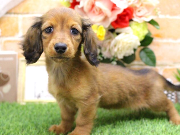 兵庫県のカニンヘンダックスフンド(ロング) (ペット・プラザ アミーゴ三田店/2025年11月13日生まれ/女の子/レッド)の子犬の2枚目の画像