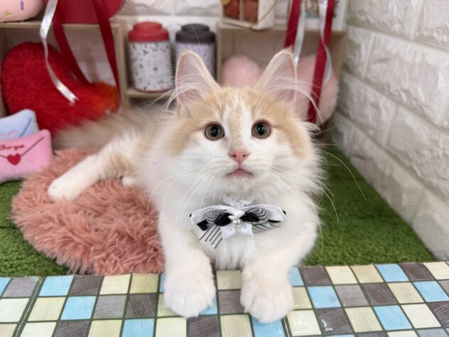 兵庫県のノルウェージャンフォレストキャット (ワンキャラット アミーゴ姫路花田店/2025年8月22日生まれ/男の子/クリームホワイト)の子猫の2枚目の画像