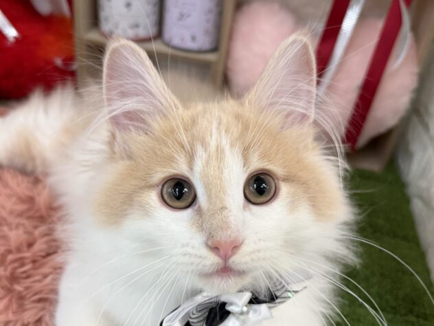 兵庫県のノルウェージャンフォレストキャット (ワンキャラット アミーゴ姫路花田店/2025年8月22日生まれ/男の子/クリームホワイト)の子猫の1枚目の画像
