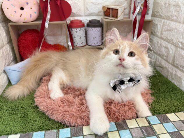 兵庫県のノルウェージャンフォレストキャット (ワンキャラット アミーゴ姫路花田店/2025年8月22日生まれ/男の子/クリームホワイト)の子猫の4枚目の画像