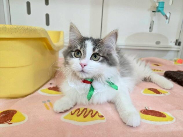 徳島県のノルウェージャンフォレストキャット (アミーゴ徳島沖浜店/2025年8月20日生まれ/女の子/ブルークラシックタビー/ホワイト)の子猫の1枚目の画像