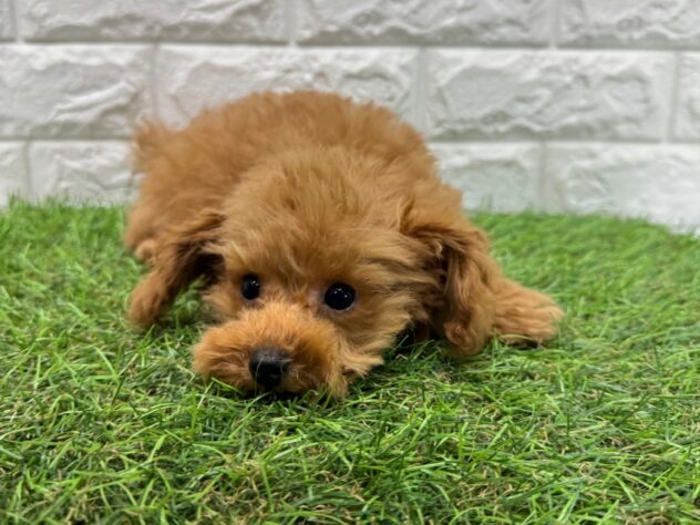 新潟県のトイプードル(トイ) (アミーゴ新潟小新店/2025年10月6日生まれ/男の子/レッド)の子犬の2枚目の画像