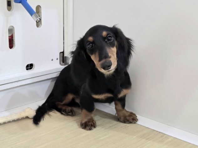 徳島県のミニチュアダックスフンド(ロング) (アミーゴ徳島沖浜店/2025年8月20日生まれ/男の子/ブラックタンホワイト)の子犬の2枚目の画像