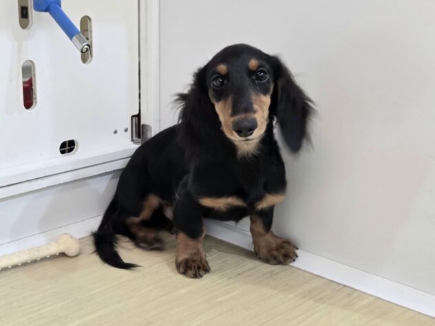 徳島県のミニチュアダックスフンド(ロング) (アミーゴ徳島沖浜店/2025年8月20日生まれ/男の子/ブラックタンホワイト)の子犬の1枚目の画像