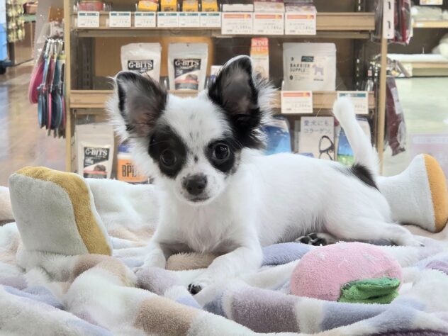 徳島県のチワワ(ロング) (アミーゴ徳島沖浜店/2025年8月25日生まれ/女の子/ホワイトブラックタン)の子犬の1枚目の画像