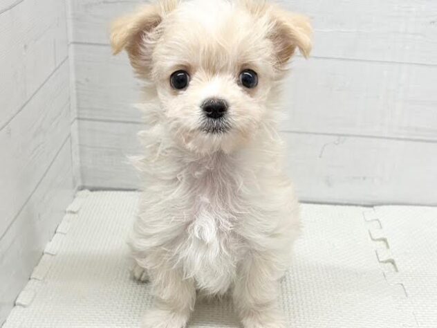 徳島県のハーフ犬・ミックス犬 (アミーゴ徳島沖浜店/2025年9月17日生まれ/男の子/クリーム)の子犬の4枚目の画像