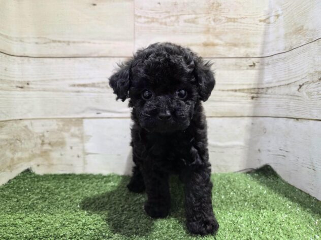 徳島県のトイプードル(トイ) (アミーゴ徳島沖浜店/2025年11月11日生まれ/女の子/ブラック)の子犬の3枚目の画像