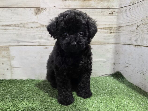 徳島県のトイプードル(トイ) (アミーゴ徳島沖浜店/2025年11月11日生まれ/女の子/ブラック)の子犬の1枚目の画像