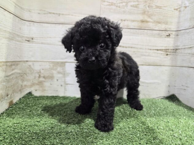 徳島県のトイプードル(トイ) (アミーゴ徳島沖浜店/2025年11月11日生まれ/女の子/ブラック)の子犬の2枚目の画像