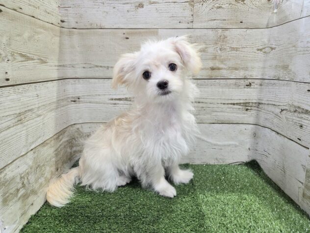 徳島県のハーフ犬・ミックス犬 (アミーゴ徳島沖浜店/2025年9月17日生まれ/男の子/クリーム)の子犬の1枚目の画像