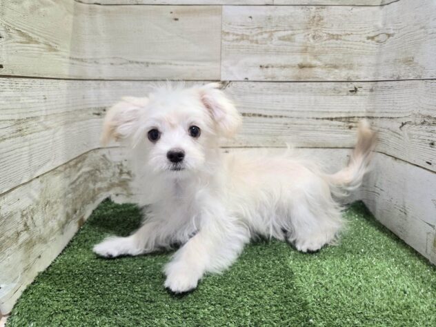 徳島県のハーフ犬・ミックス犬 (アミーゴ徳島沖浜店/2025年9月17日生まれ/男の子/クリーム)の子犬の2枚目の画像