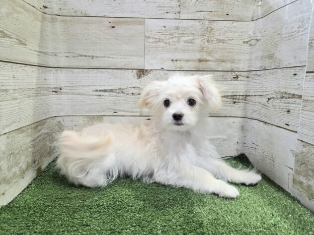 徳島県のハーフ犬・ミックス犬 (アミーゴ徳島沖浜店/2025年9月17日生まれ/男の子/クリーム)の子犬の3枚目の画像