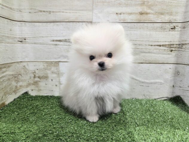 徳島県のポメラニアン (アミーゴ徳島沖浜店/2025年11月5日生まれ/男の子/クリーム)の子犬の1枚目の画像