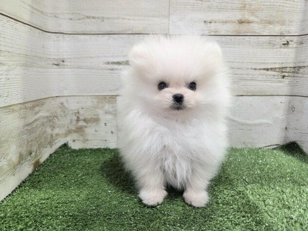 徳島県のポメラニアン (アミーゴ徳島沖浜店/2025年11月5日生まれ/男の子/クリーム)の子犬の3枚目の画像