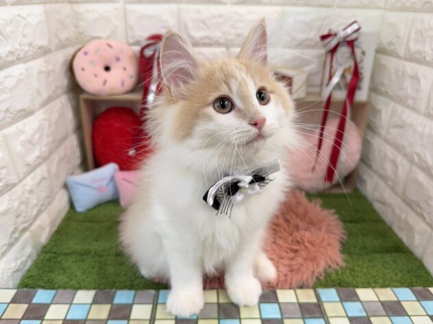 兵庫県のノルウェージャンフォレストキャット (ワンキャラット アミーゴ姫路花田店/2025年8月22日生まれ/男の子/クリームホワイト)の子猫の3枚目の画像