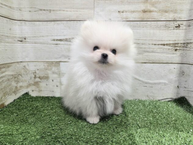 徳島県のポメラニアン (アミーゴ徳島沖浜店/2025年11月5日生まれ/男の子/クリーム)の子犬の2枚目の画像