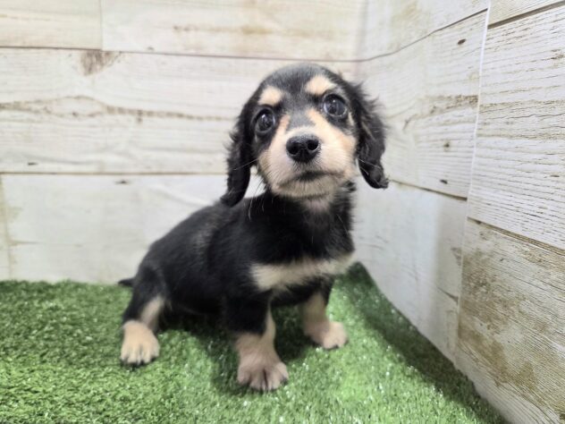 徳島県のミニチュアダックスフンド(ロング) (アミーゴ徳島沖浜店/2025年11月18日生まれ/女の子/ブラッククリーム)の子犬の2枚目の画像