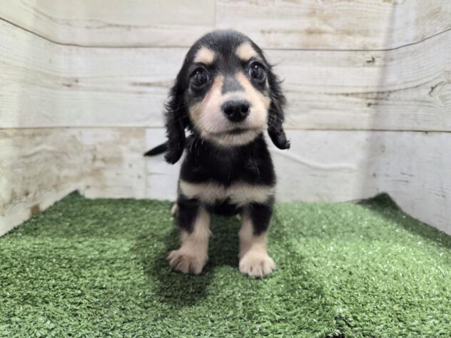 徳島県のミニチュアダックスフンド(ロング) (アミーゴ徳島沖浜店/2025年11月18日生まれ/女の子/ブラッククリーム)の子犬の3枚目の画像