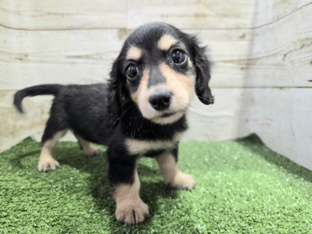 徳島県のミニチュアダックスフンド(ロング) (アミーゴ徳島沖浜店/2025年11月18日生まれ/女の子/ブラッククリーム)の子犬の1枚目の画像