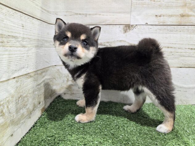 徳島県の豆柴 (アミーゴ徳島沖浜店/2025年11月16日生まれ/女の子/黒)の子犬の4枚目の画像