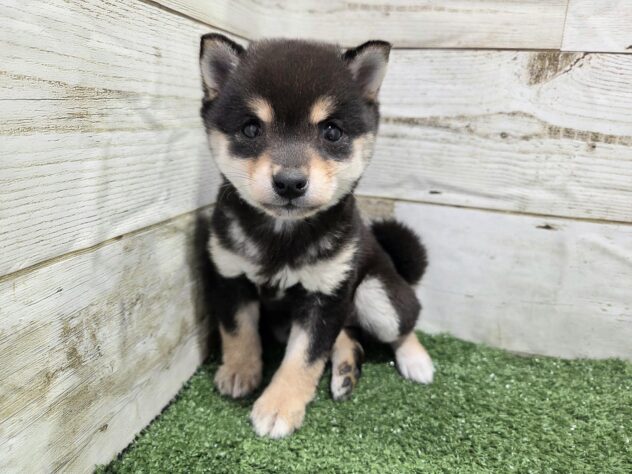 徳島県の豆柴 (アミーゴ徳島沖浜店/2025年11月16日生まれ/女の子/黒)の子犬の2枚目の画像