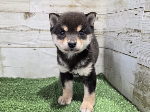 徳島県の豆柴 (アミーゴ徳島沖浜店/2025年11月16日生まれ/女の子/黒)の子犬の1枚目の画像