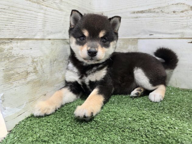 徳島県の豆柴 (アミーゴ徳島沖浜店/2025年11月16日生まれ/女の子/黒)の子犬の3枚目の画像