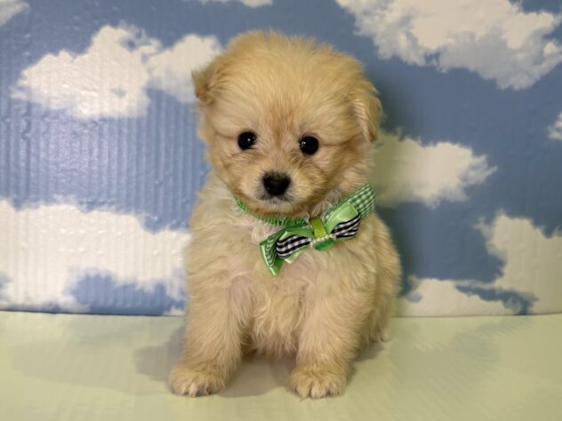 山形県のハーフ犬・ミックス犬 (アミーゴ山形北店/2025年11月25日生まれ/男の子/クリーム)の子犬