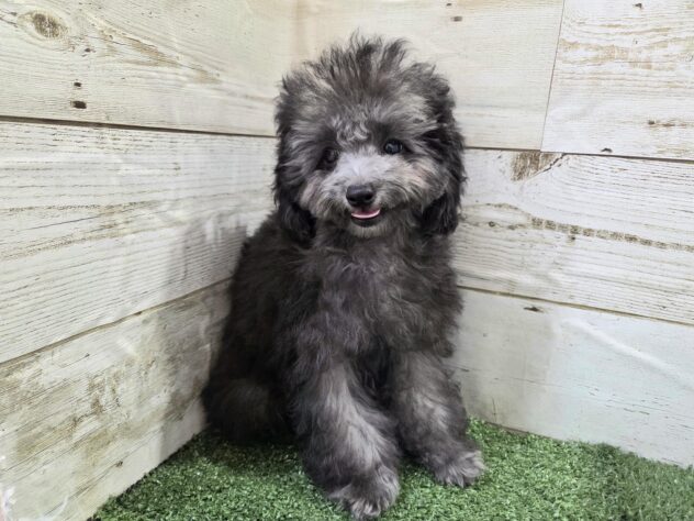 徳島県のトイプードル(トイ) (アミーゴ徳島沖浜店/2025年10月5日生まれ/男の子/シルバー)の子犬の2枚目の画像