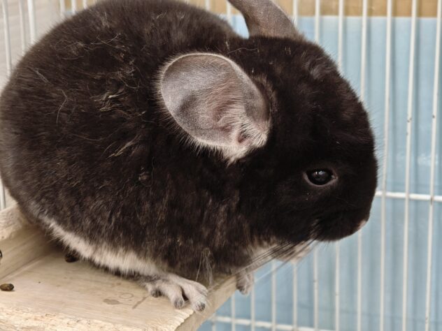 チンチラ ブラックパール | ペットワールド アミーゴ