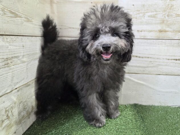 徳島県のトイプードル(トイ) (アミーゴ徳島沖浜店/2025年10月5日生まれ/男の子/シルバー)の子犬の1枚目の画像