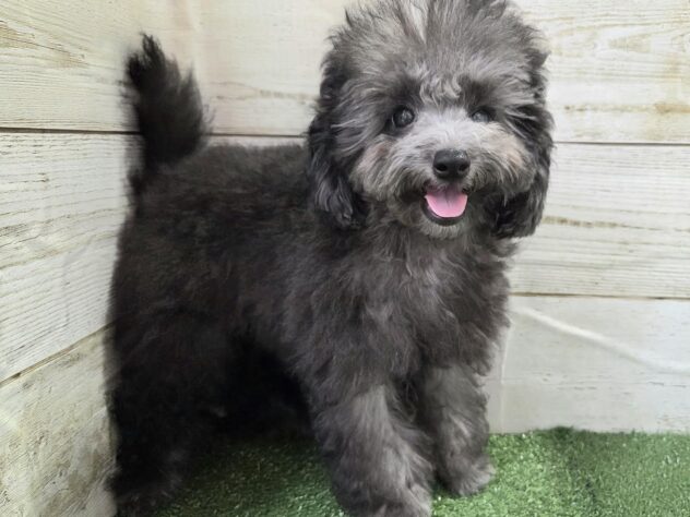 徳島県のトイプードル(トイ) (アミーゴ徳島沖浜店/2025年10月5日生まれ/男の子/シルバー)の子犬の3枚目の画像